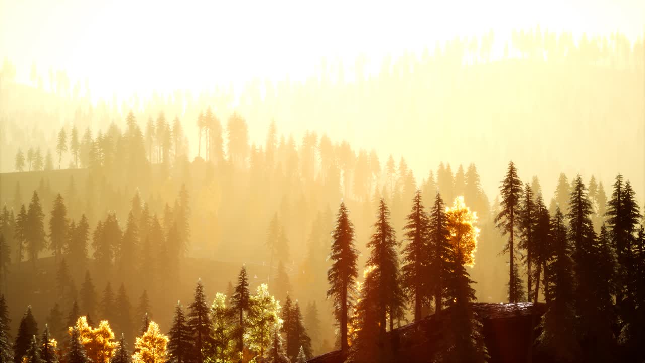 해가 지는 산의 배경에 안개에 스프루스 숲에서  ⁇ 빛