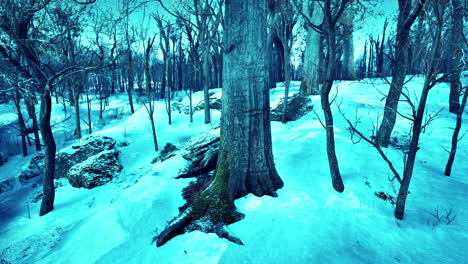 Warm-winter-sunset-shining-through-a-forest-with-tall-pine-trees