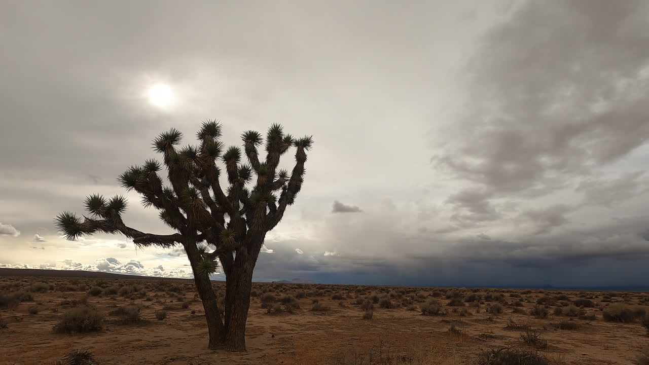 el árido paisaje del desierto de mojave en un día nublado con un árbol de joshua en primer plano - lapso de tiempo