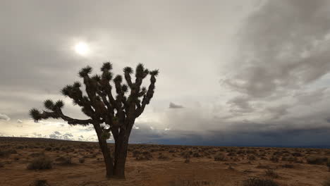 the arid mojave desert landscape on an overcast day with a joshua tree in the foreground - time lapse