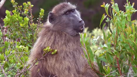 Linda-Foto-De-Un-Babuino-Adulto-Girando-Y-Mirando-Por-Encima-Del-Hombro-En-Un-Safari-En-La-Jungla