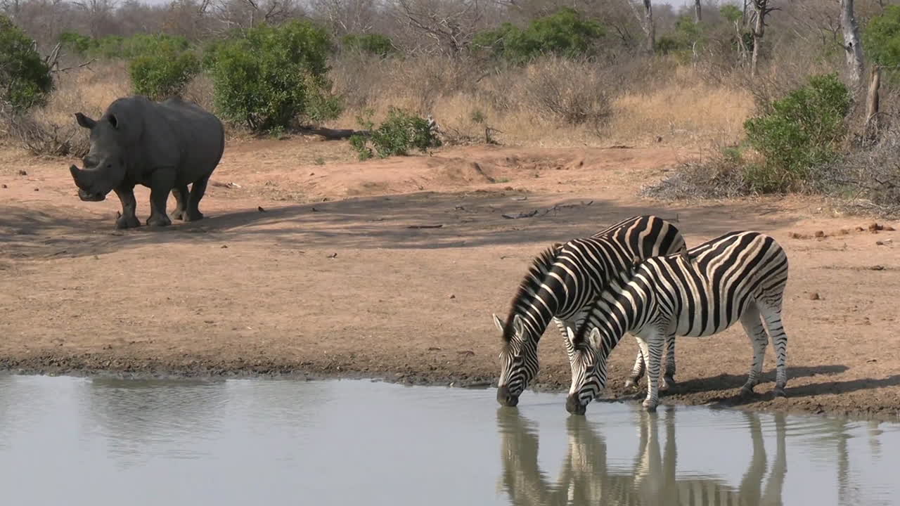Zebrapar og næsehorn ved vandhul, vilde dyr lever sammen i uberørt landskab i en afrikansk nationalpark