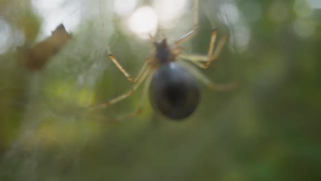 araña con el vientre redondo se arrastra colgando de una tela delgada en el bosque