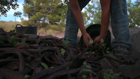 anonymous farmer collecting carob pods during harvesting