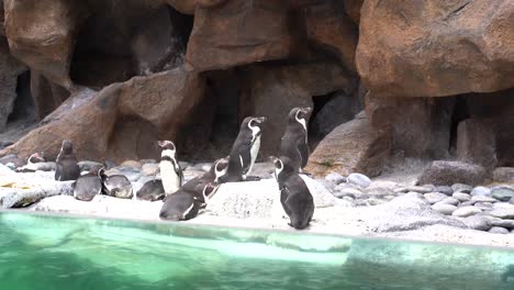 penguins standing still