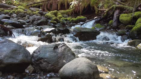 Agua-Que-Fluye-Sobre-Rocas-Cubiertas-De-Musgo-En-El-Bosque-Del-Bosque-Nacional-Olímpico