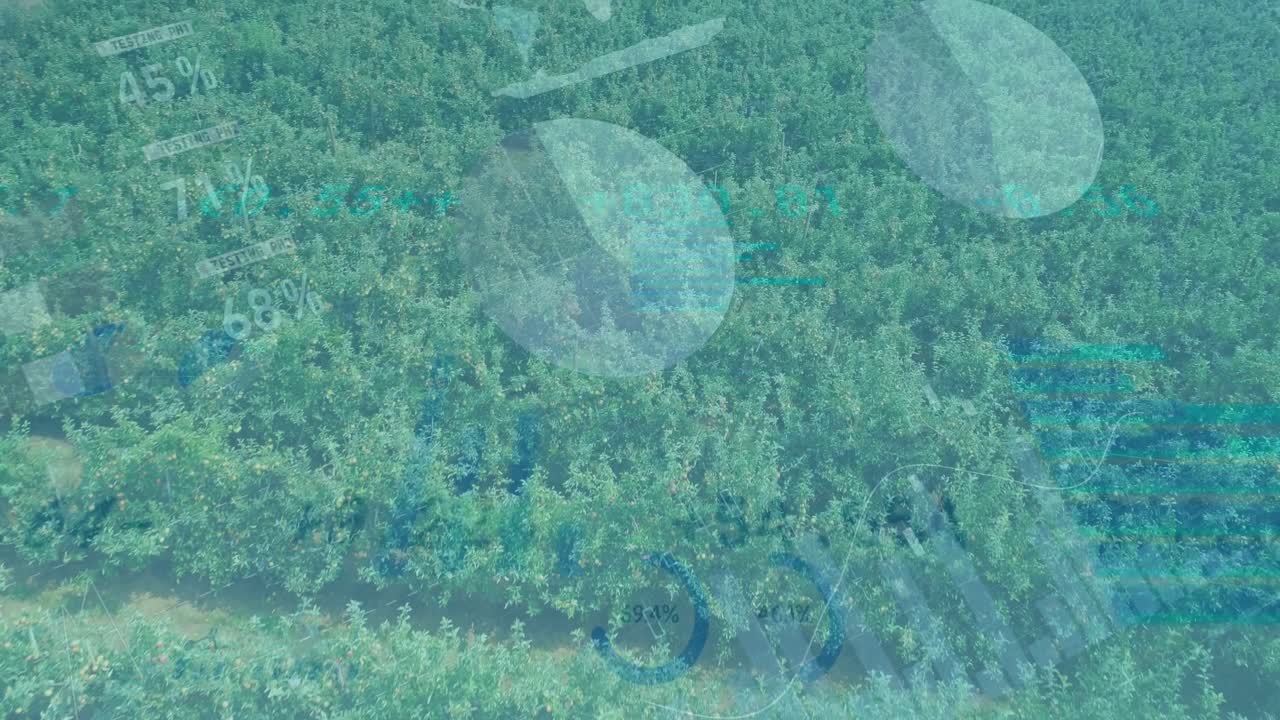 Telecamera che scorre sopra un frutteto, avviando un overlay di dati con grafici a torta che sfumano, etichette percentuali scorrevoli e grafico a barre