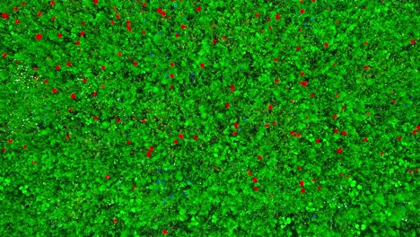 a fresh green field of red growing puppies