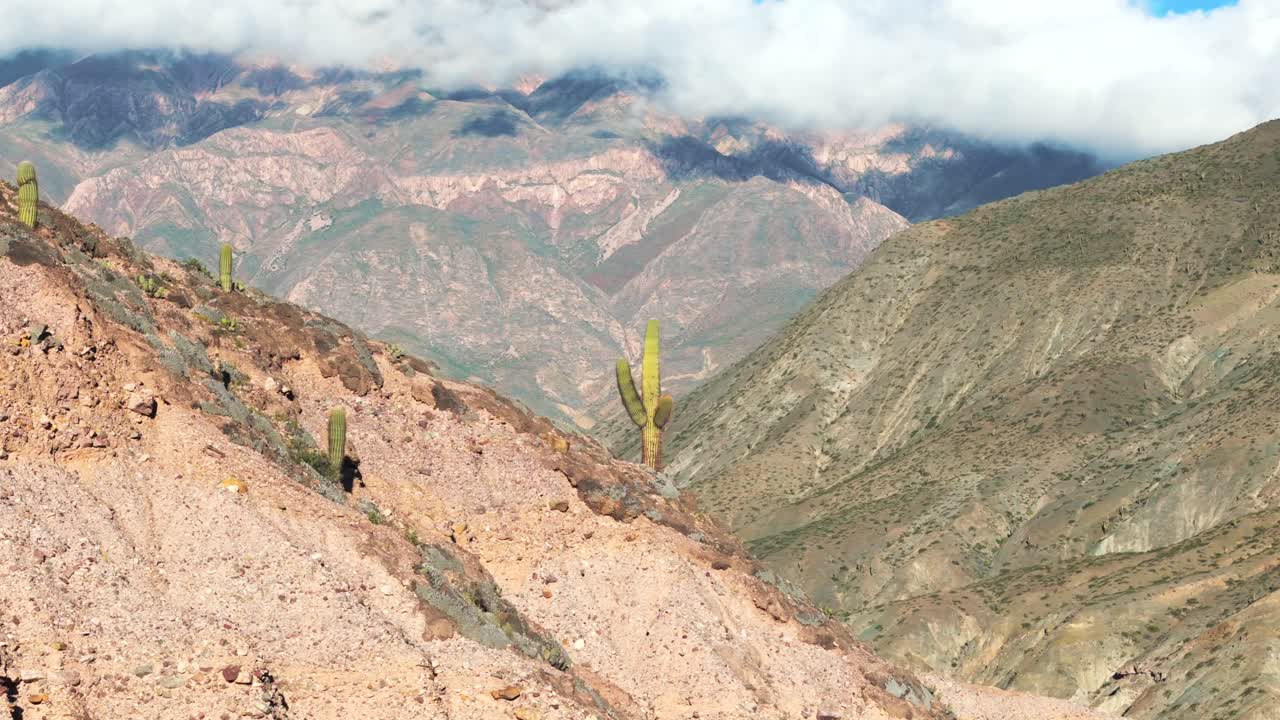 vista de cerca de los cactus en la cima de una montaña en medio de los andes en jujuy, argentina