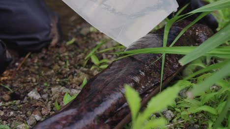 japanese giant salamander being studied, slow motion pouring water over skin