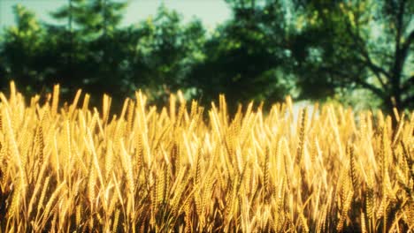scene of sunset or sunrise on the field with young rye or wheat in the summer
