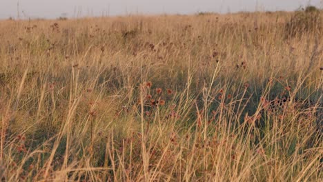 Adult-cheetah-with-tracking-collar-walks-through-frame-in-tall-grass