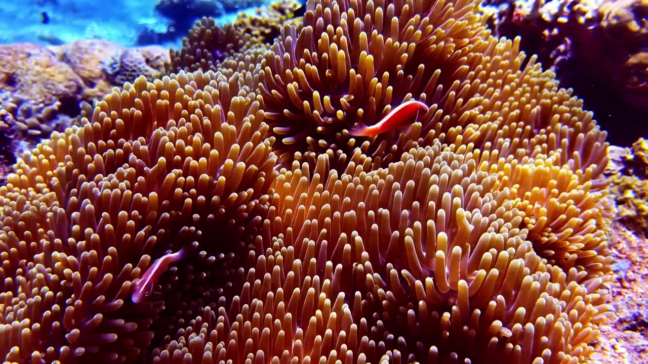 Riprese subacquee ravvicinate di un anemone di mare con pesce pagliaccio che si rifugia tra i suoi tentacoli su una sana barriera corallina tropicale. Vivace vita marina, simbiosi naturale e colorato habitat della barriera corallina.