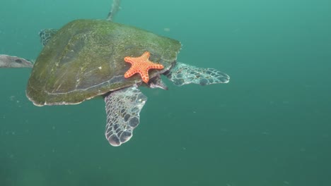 Una-Tortuga-Marina-Verde-Nada-Bajo-El-Océano-Con-Una-Estrella-De-Mar-Naranja-Adherida-A-Su-Caparazón