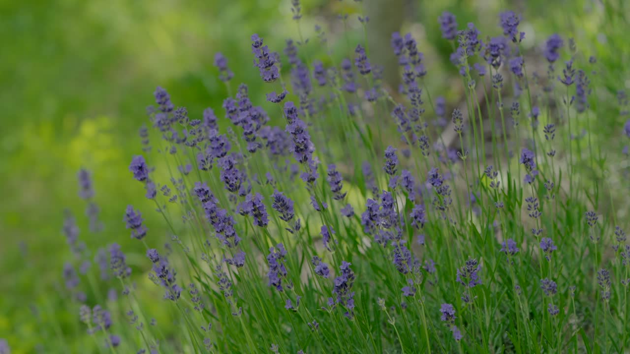 Primo piano di fiori di lavanda in fiore in un campo, con una messa a fuoco morbida sulla vegetazione di sfondo.