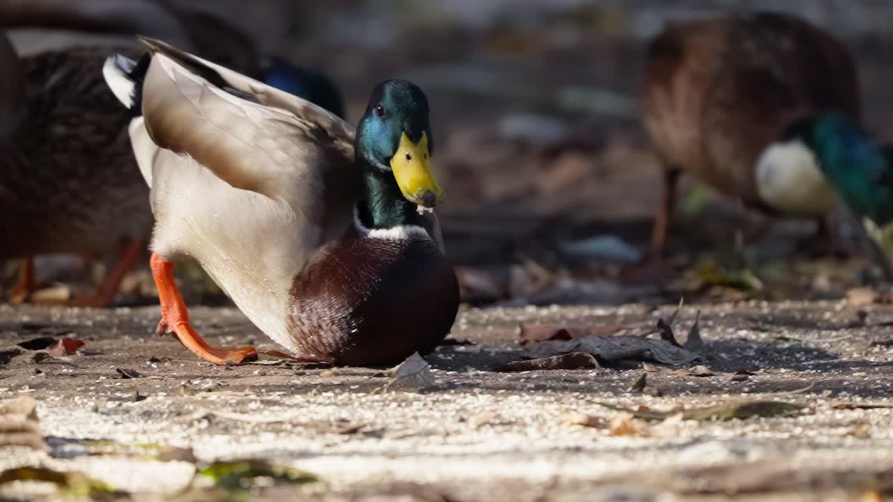 Germano reale maschio che cerca cibo nella sabbia al tramonto per poi essere spaventato e fuggire - primo piano al rallentatore