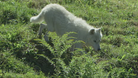 lobos en el bosque boreal canadiense