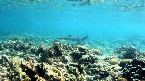 distant view of sand tiger shark swimming under the sea in bonin islands, japan