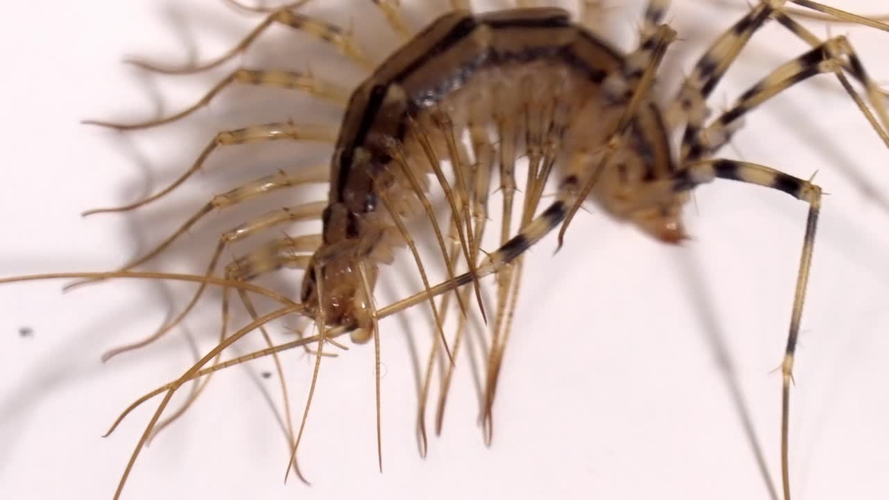 Extreme Close-Up: Centipede's Head and Legs Against a White Background
