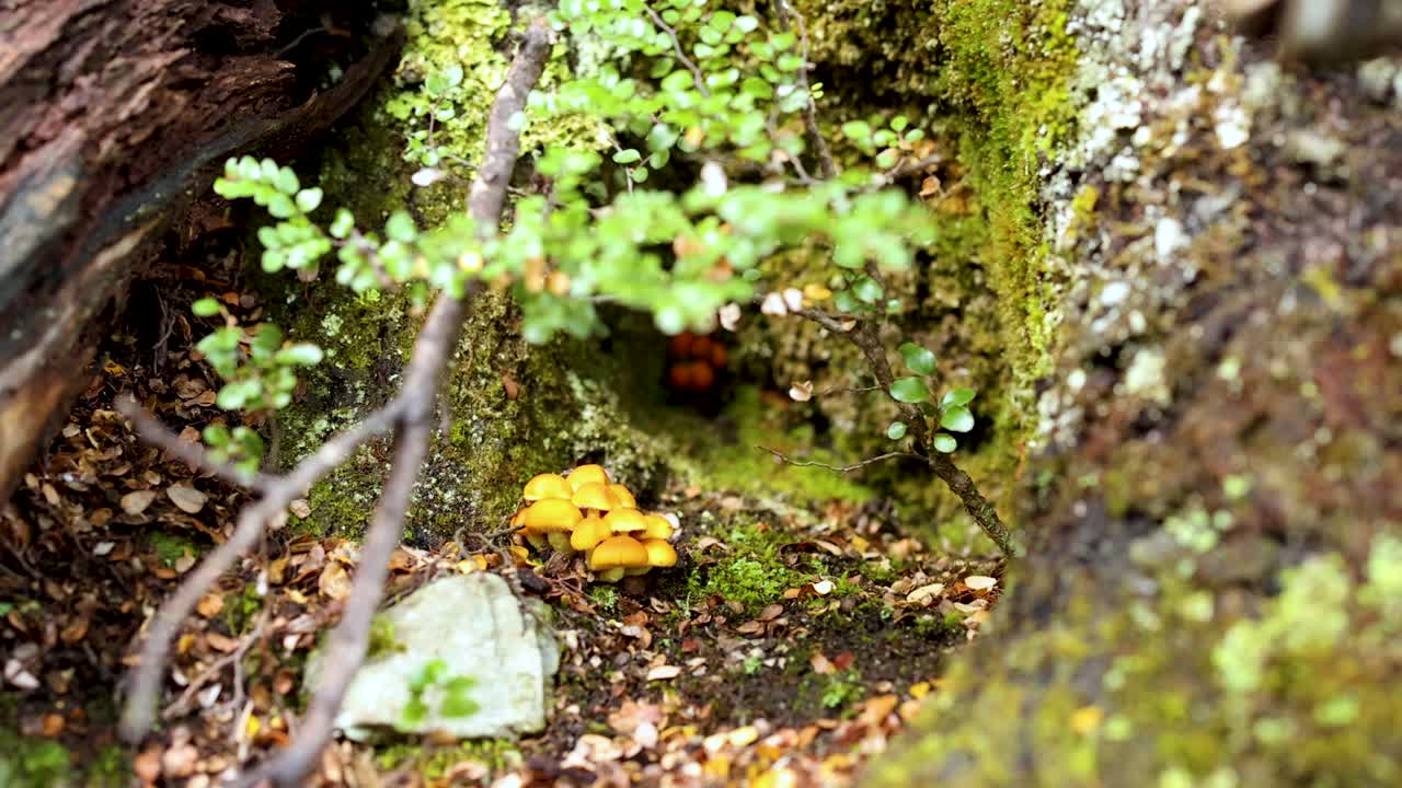 Close-up of vibrant mushrooms and moss in a lush forest setting. Natural lighting highlights the rich textures and colors
