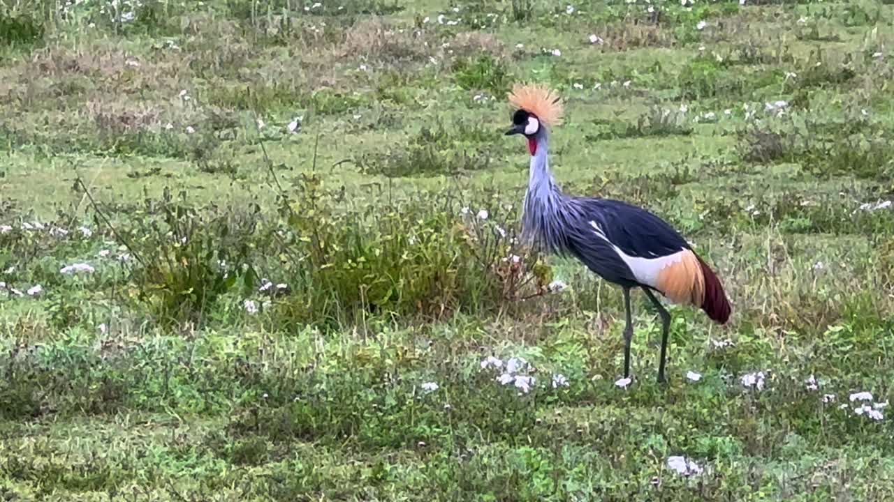 Ngorongoro Krateri, Tanzanya'da gri taçlı turna (Balearica regulorum).