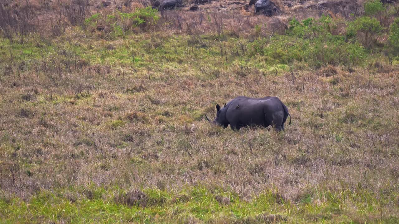 A wide-angle shot of a rare, endangered white rhino trekking the vast savannah of Ngorongoro Crater, Africa, one of just 18 reintroduced individuals, a compelling conservation wildlife encounter