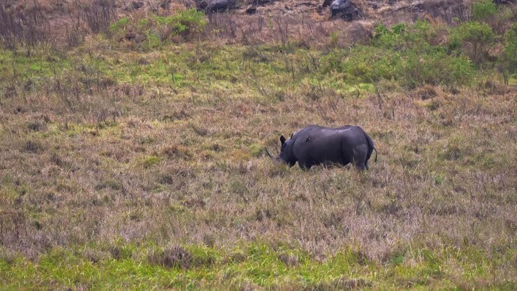 Uno scatto grandangolare di un raro rinoceronte bianco in via di estinzione che attraversa la vasta savana del cratere di Ngorongoro, Africa, uno dei soli 18 individui reintrodotti, un avvincente esempio di conservazione della fauna selvatica.