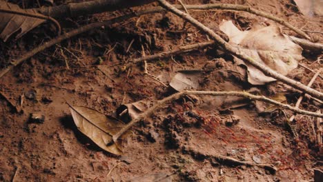 Following-a-group-of-army-ants-moving-towards-their-fort-also-seen-is-a-wasp-and-other-material-carried-back-to-home-for-consumption