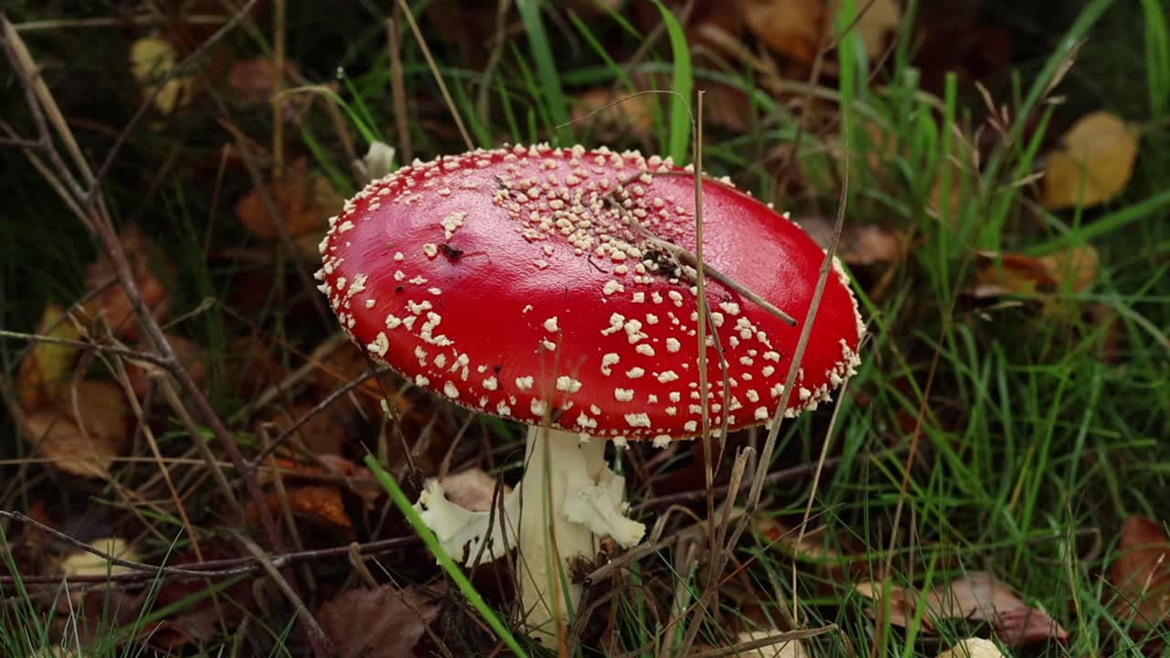 A Fly Agaric fungi Amanita muscaria, growing beneath Birch trees in Autumn. UK