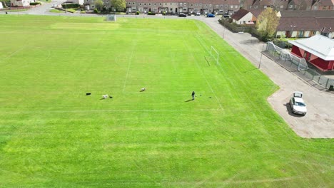 cámara lenta, cuatro mascotas caninas, dueño, campo de fútbol, edificios, automóvil