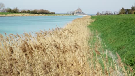 wheat crop next to the river sway with the wind