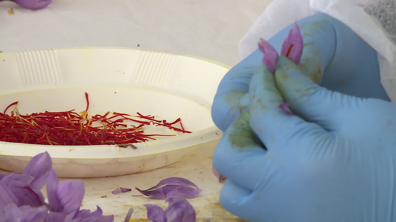 Saffron Processing | Premium Stock Video Footage