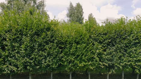 Luftaufnahme-Im-Grünen-Park,-Ermland-Und-Masuren-Natürlicher-Ort-Mit-Grünem-Gras-Und-Hohen-Bäumen,-Schöne-Wolken-Am-Himmel