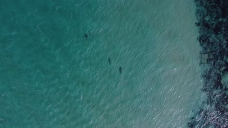 aerial view above sharks diving in shallow, turquoise water - birds eye, drone shot