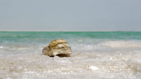 escena natural con el mar muerto y su playa salada