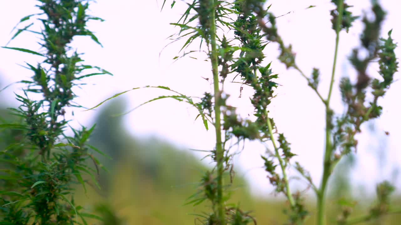 Role of hemp in modern ecological practices