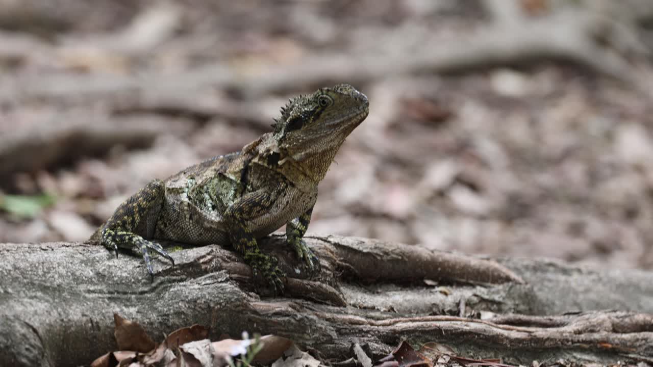A lizard suns itself on a fallen tree branch