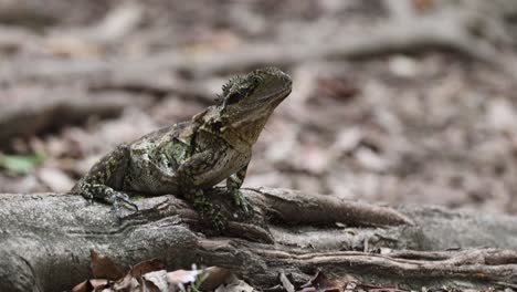 a lizard suns itself on a fallen tree branch