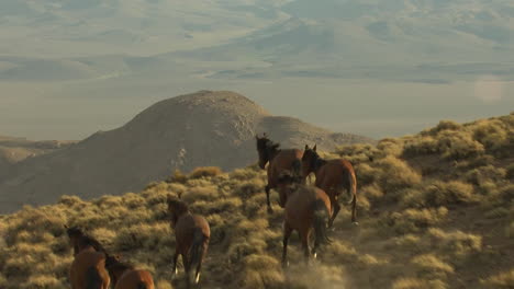 An-Aerial-Of-Wild-Horses-Running-Near-A-Cliff