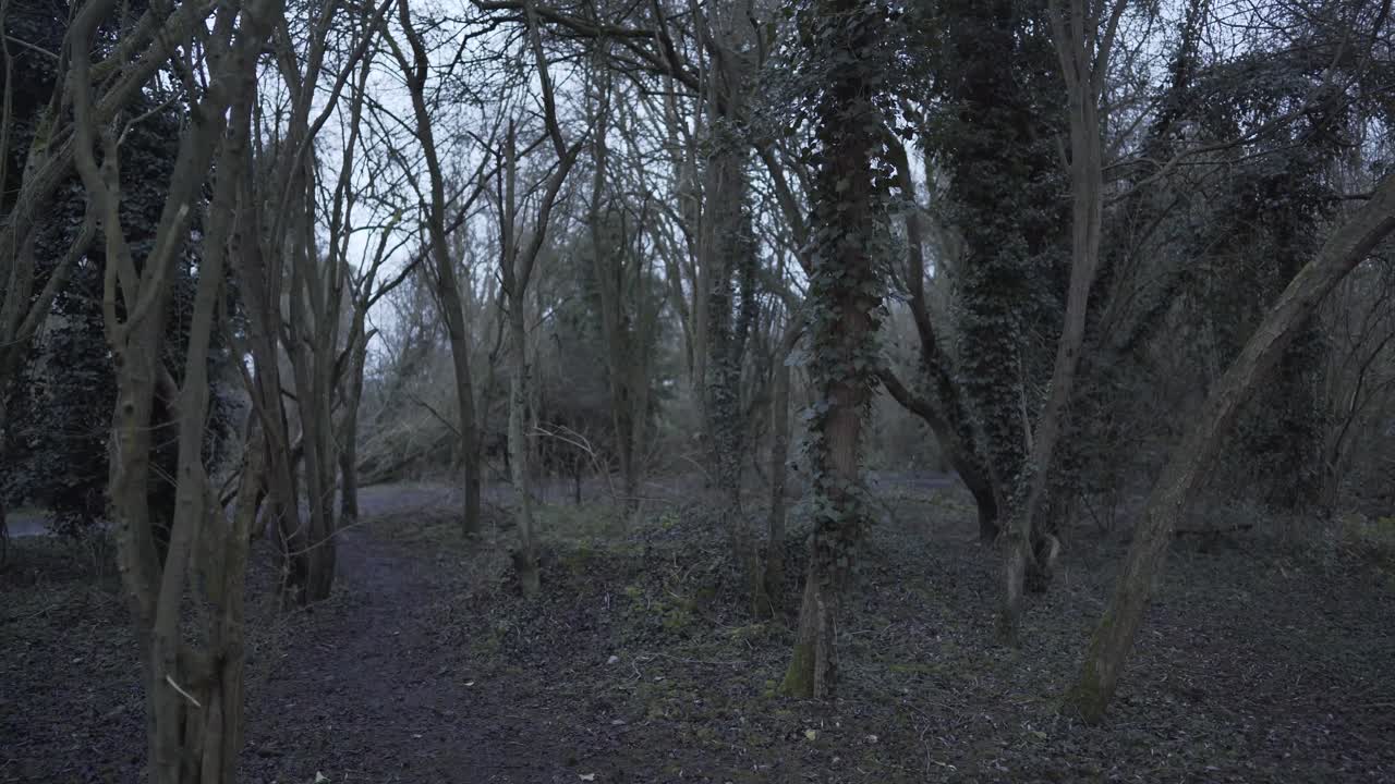 Splendida vista grandangolare della foresta verde nel Cambridgeshire, Inghilterra, Regno Unito, al tramonto.