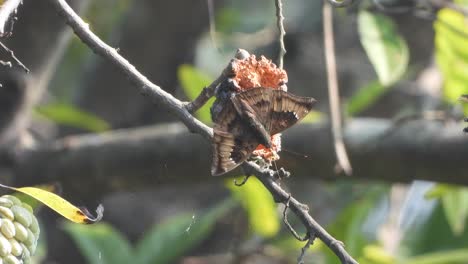 Hermosa-Mariposa-En-Fruta