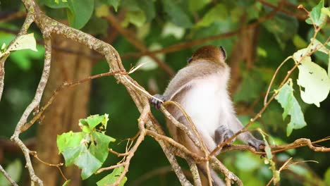 monkey sitting on branches in lush greenery