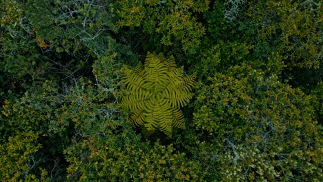 A-solitary-fern-tree-emerges-from-the-Yungas-cloud-forest,-standing-out-against-the-lush,-mist-shrouded-backdrop,-offering-a-striking-visual-spectacle