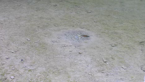 this is a static video of a nesting longear sunfish
