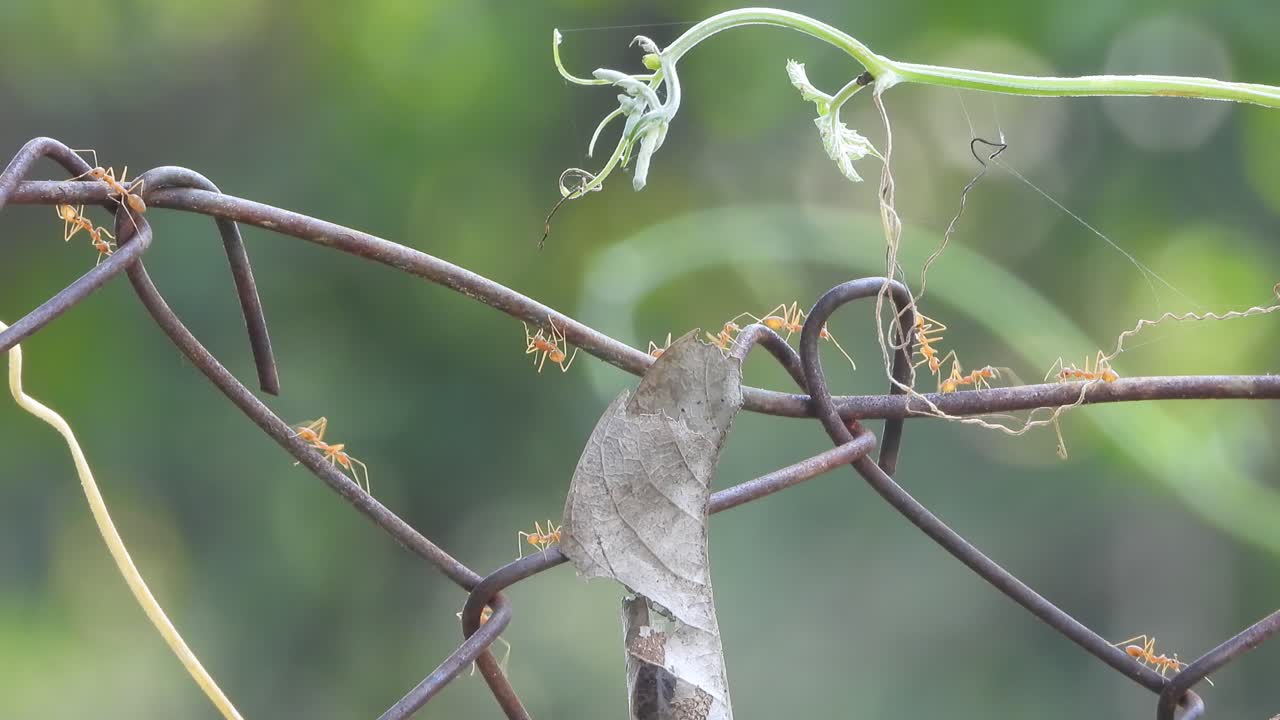 줄기 - 잎 - 음식 에 있는  ⁇ 은 개미
