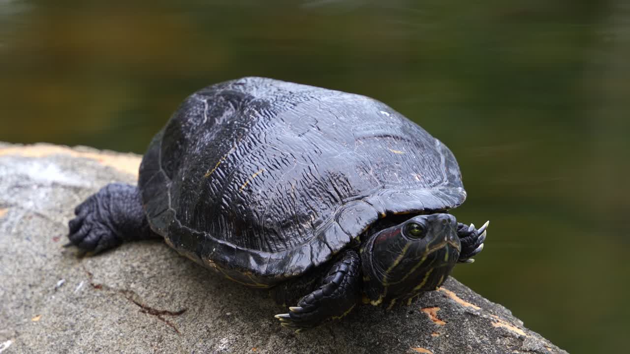 дикая красноухая черепаха, trachemys scripta elegans, замечена, неподвижно отдыхая у пруда, греясь на скале на берегу озера на фоне волнистой воды, крупный снимок