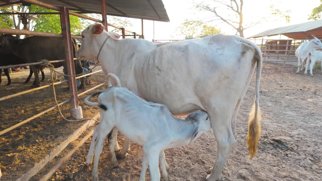 two Young calfs suckling milk from its mother cow on rustic cattle farm. Natural livestock scene with cattle background, symbolizing animal care and rural life