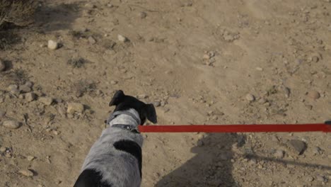 perro caminando con el plomo en las colinas en un paseo por las montañas en murcia, españa