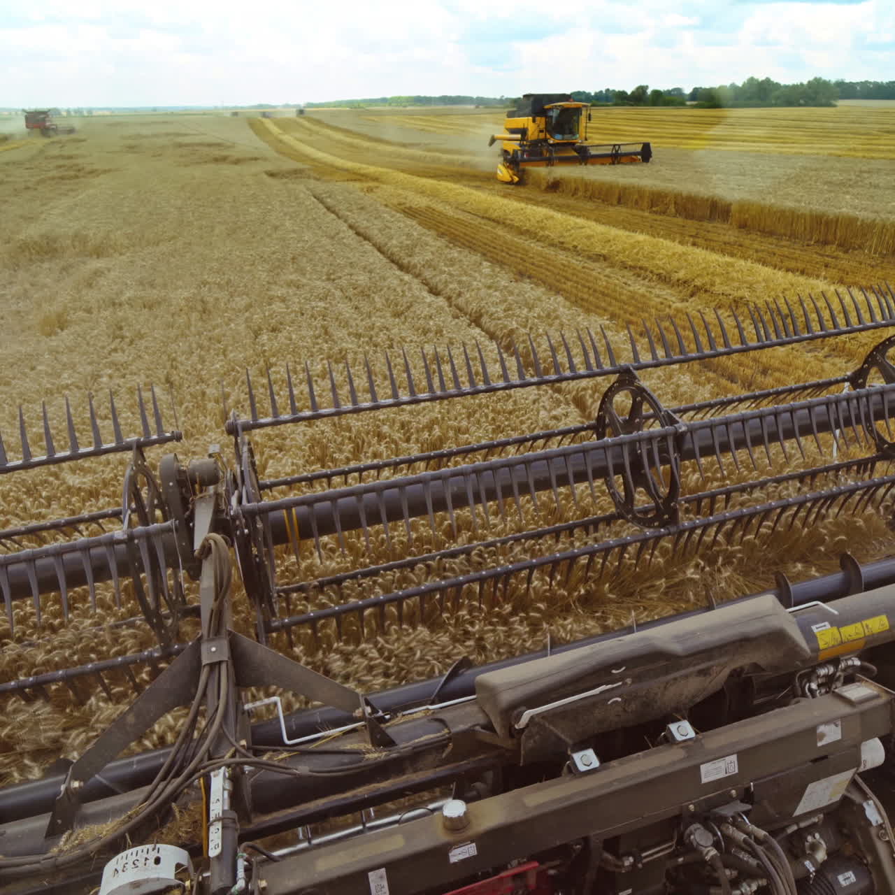 Harvesting of wheat in summer. Harvester working in the field. Combine harvester agricultural machine collecting golden ripe wheat on the field. View from the driver side.