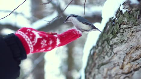 winter bird feeding